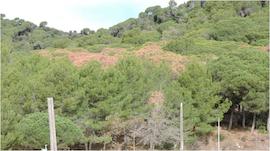 Rodal afectat amb arbres morts al març-maig