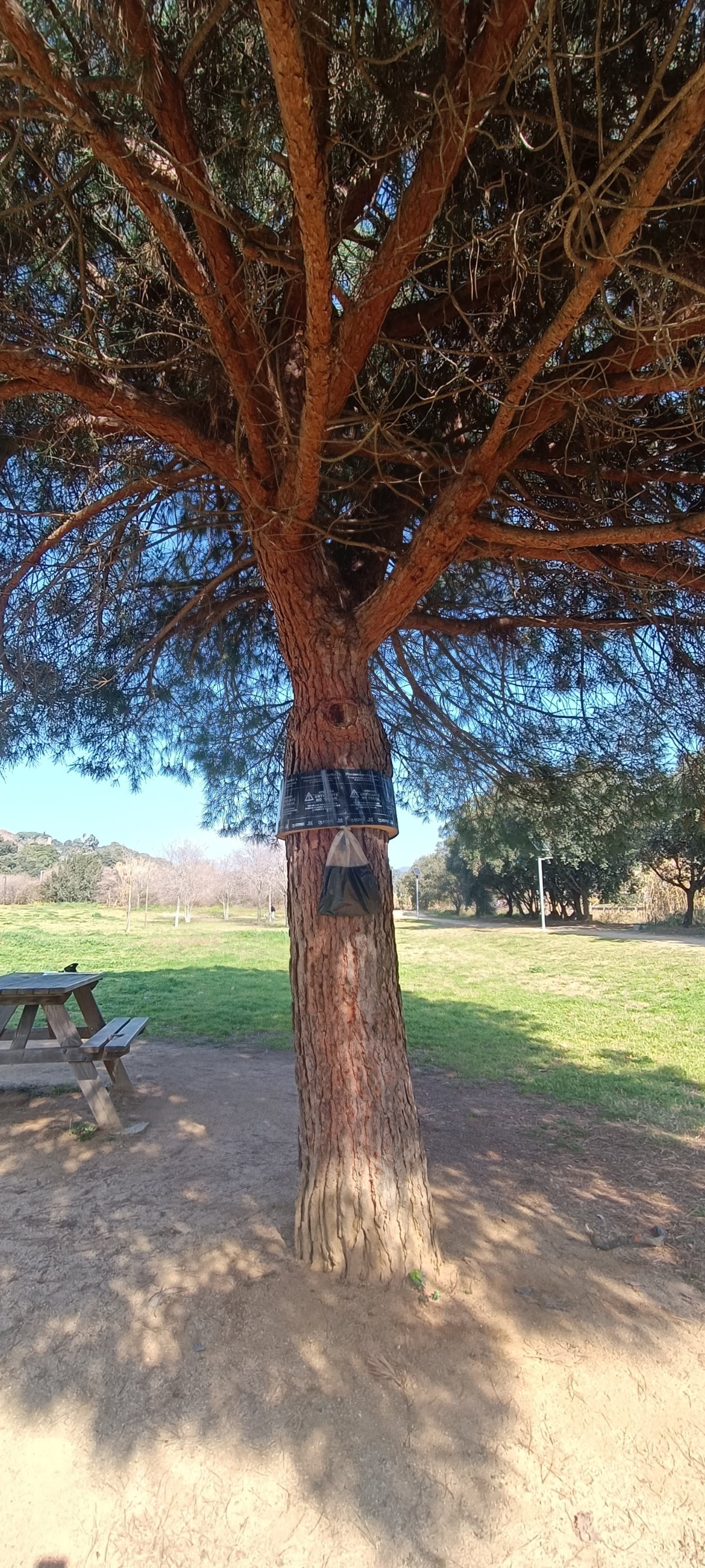 Anelles al parc de Can Jalpí (processionària)